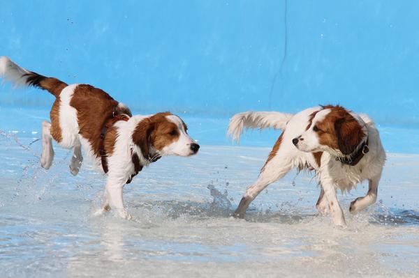 Hundeschwimmen Jochims